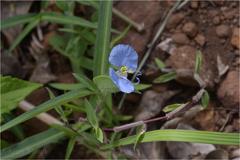Commelina clavata